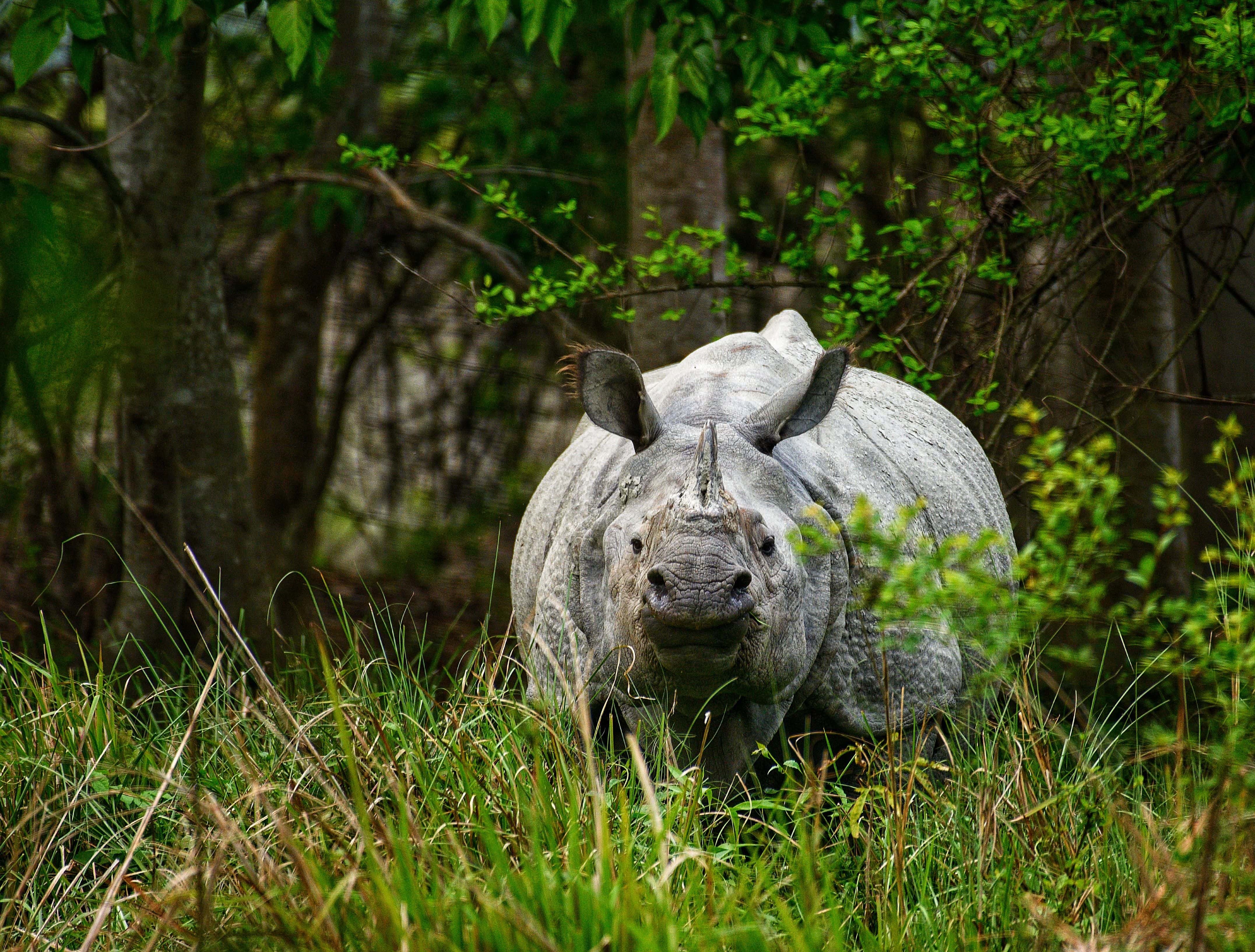 Wildlife